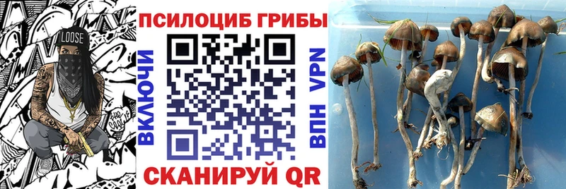 omg сайт  Ардатов  Псилоцибиновые грибы прущие грибы 